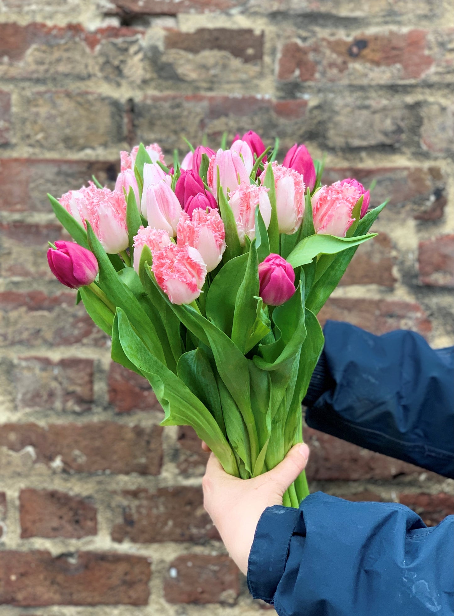 Pink Tulip Mix