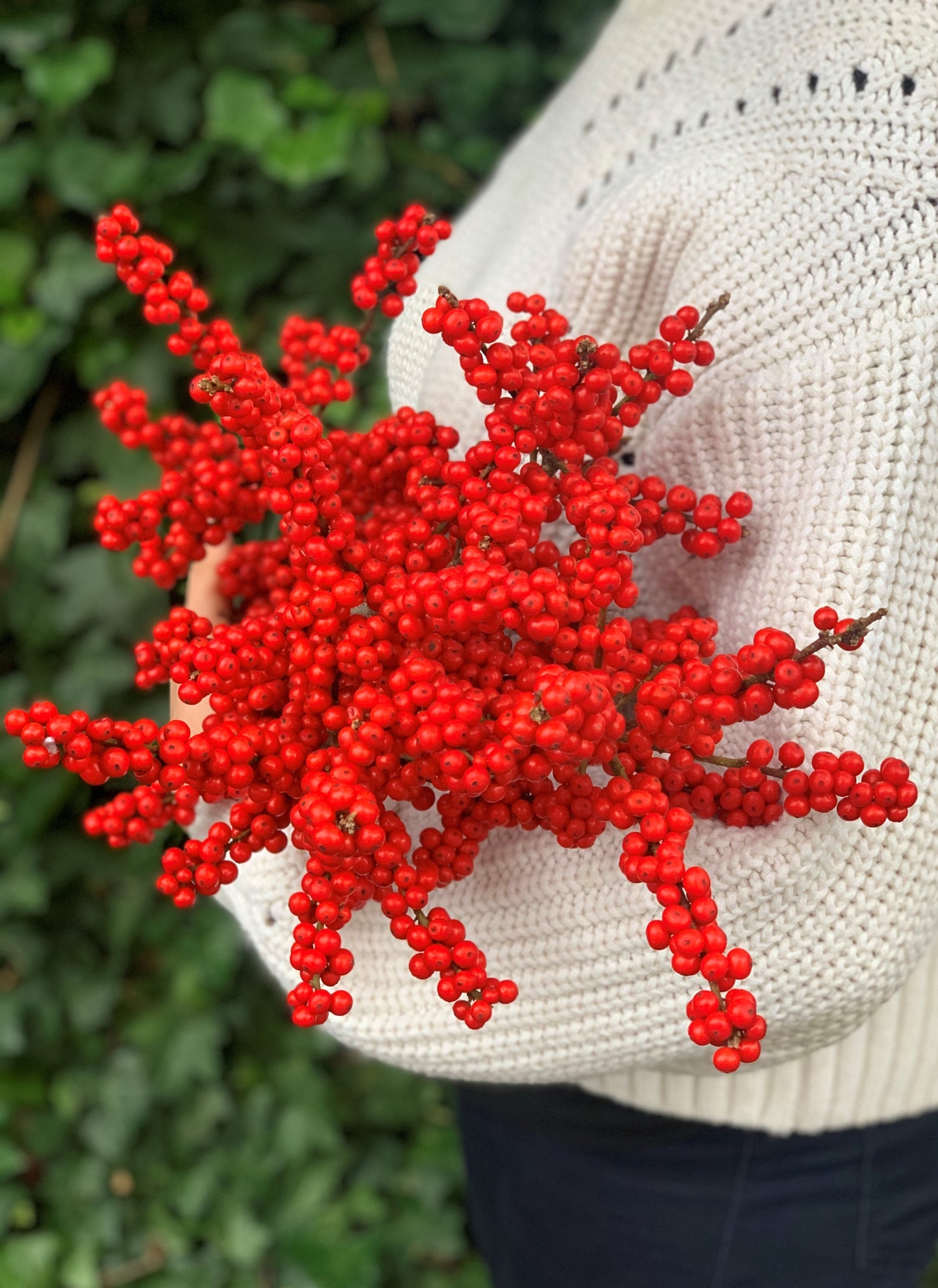 Red Ilex Berries