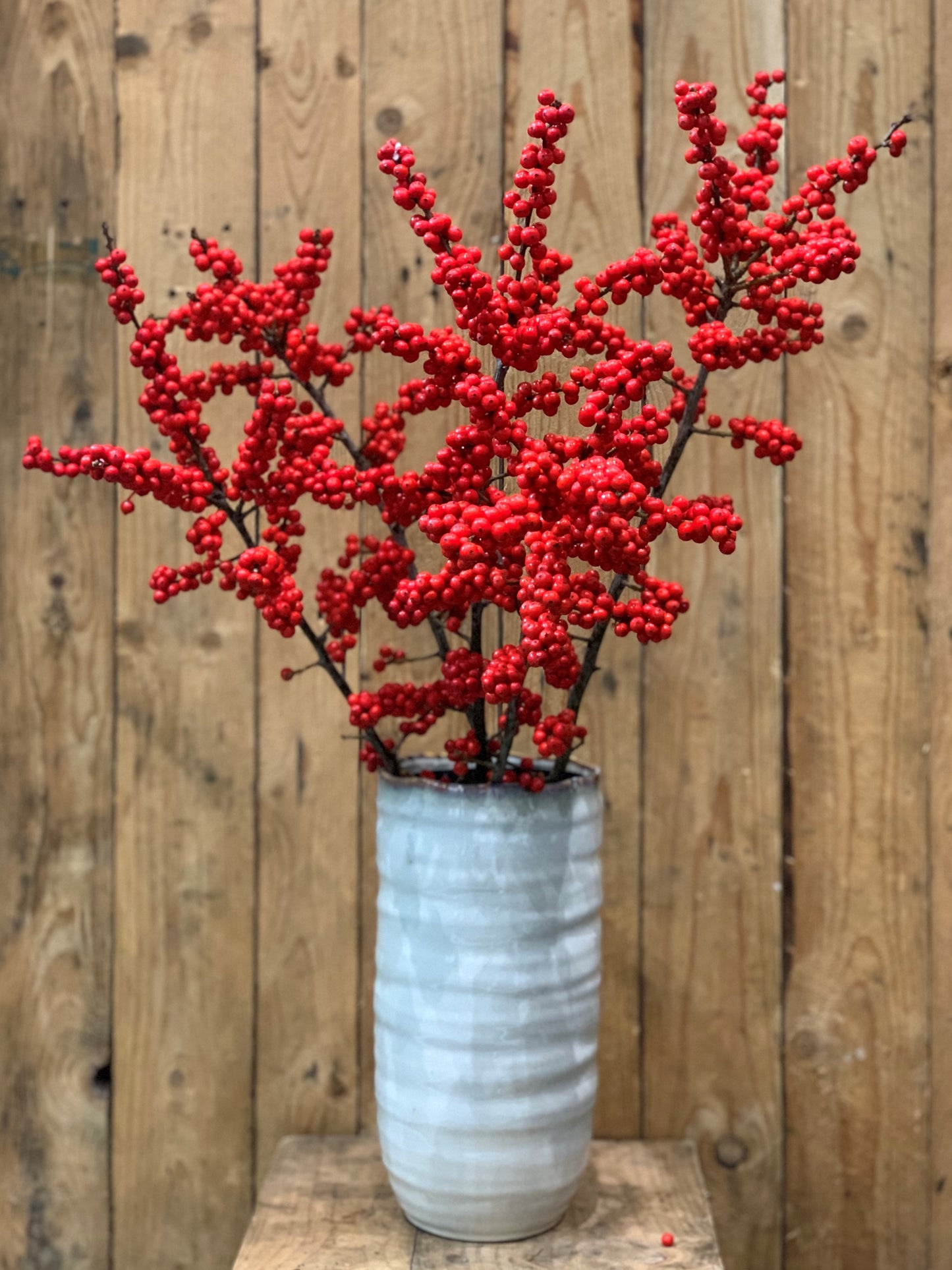 Red Ilex Berries
