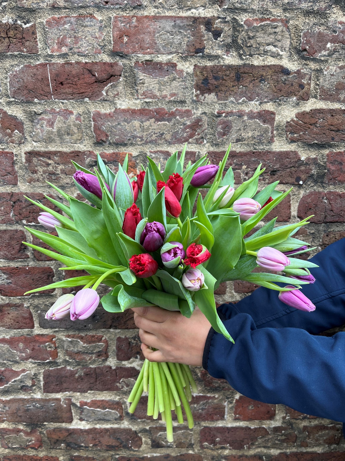 Our pick of the specialty Tulips