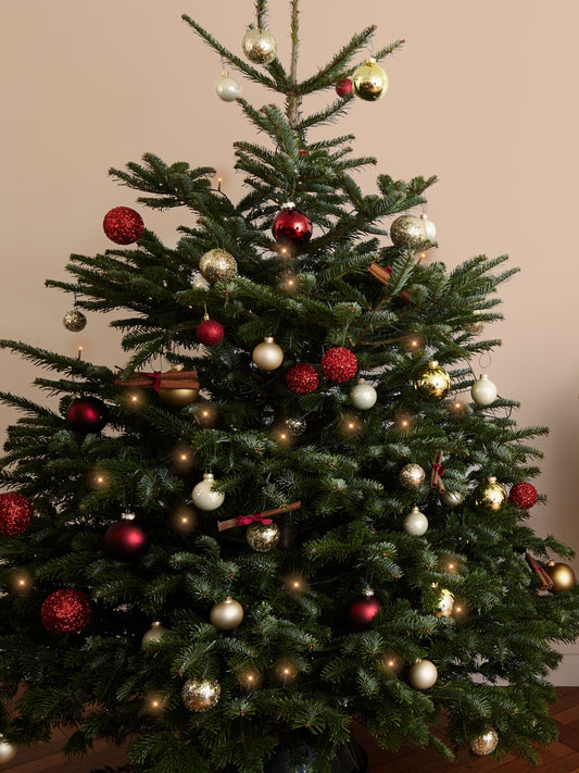 Super-Grade Quality Nordmann Fir Christmas Tree