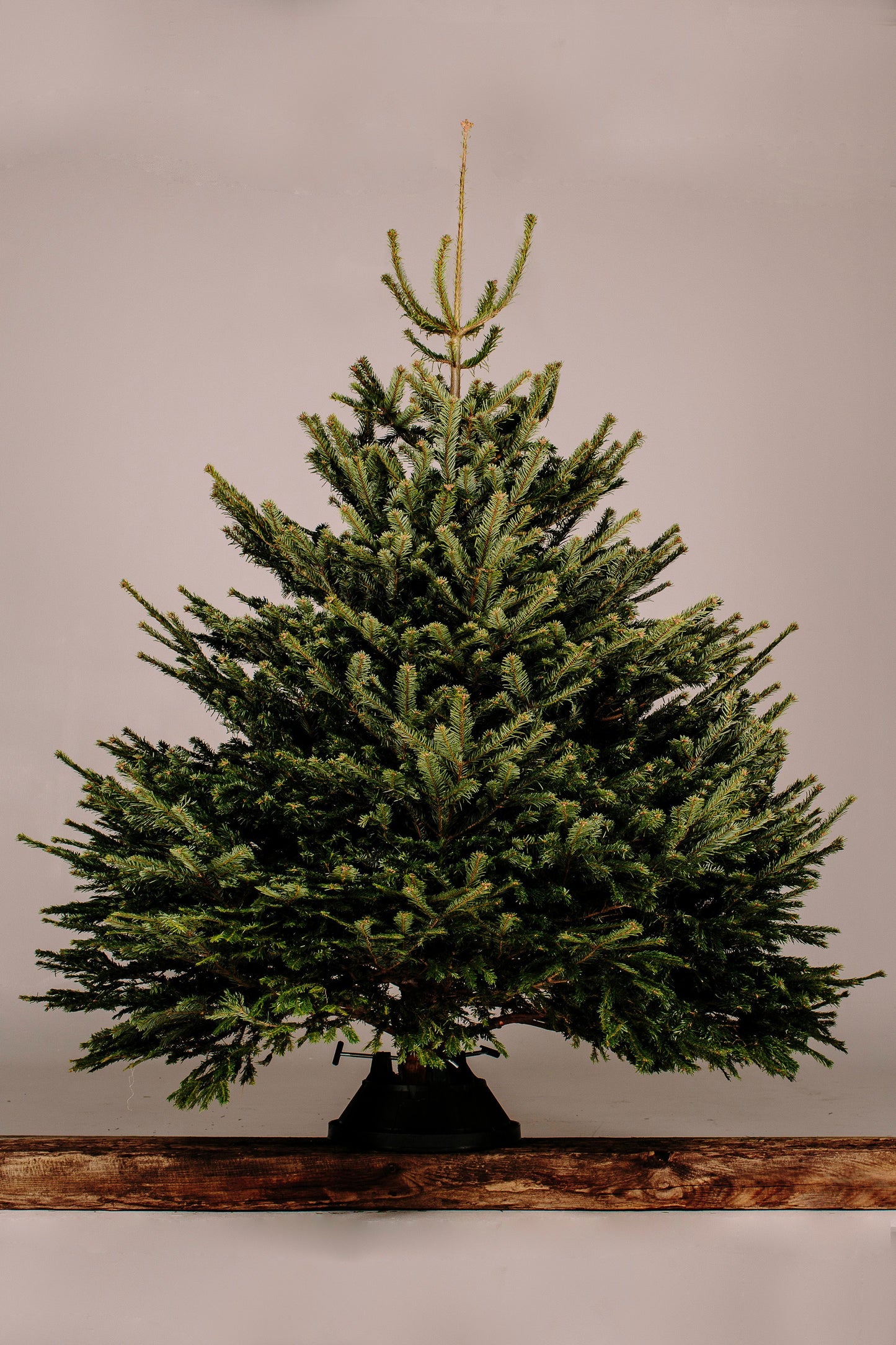 Super-Grade Quality Nordmann Fir Christmas Tree