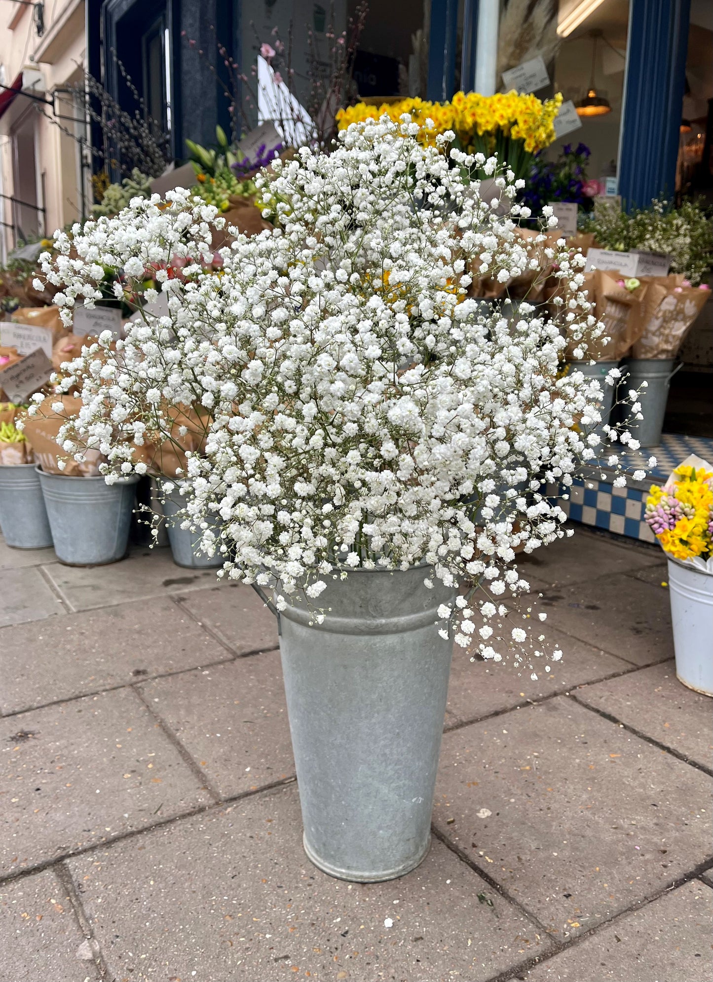 White Gypsophila