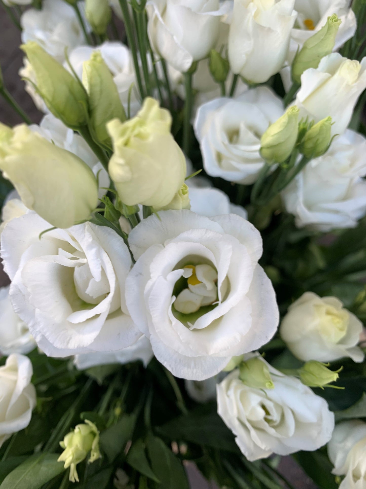 White lisianthus