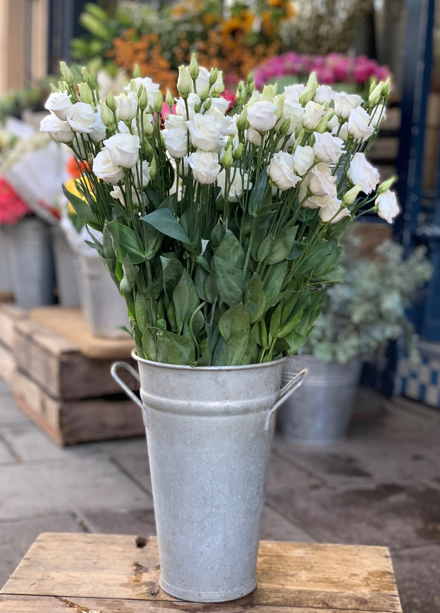 White lisianthus