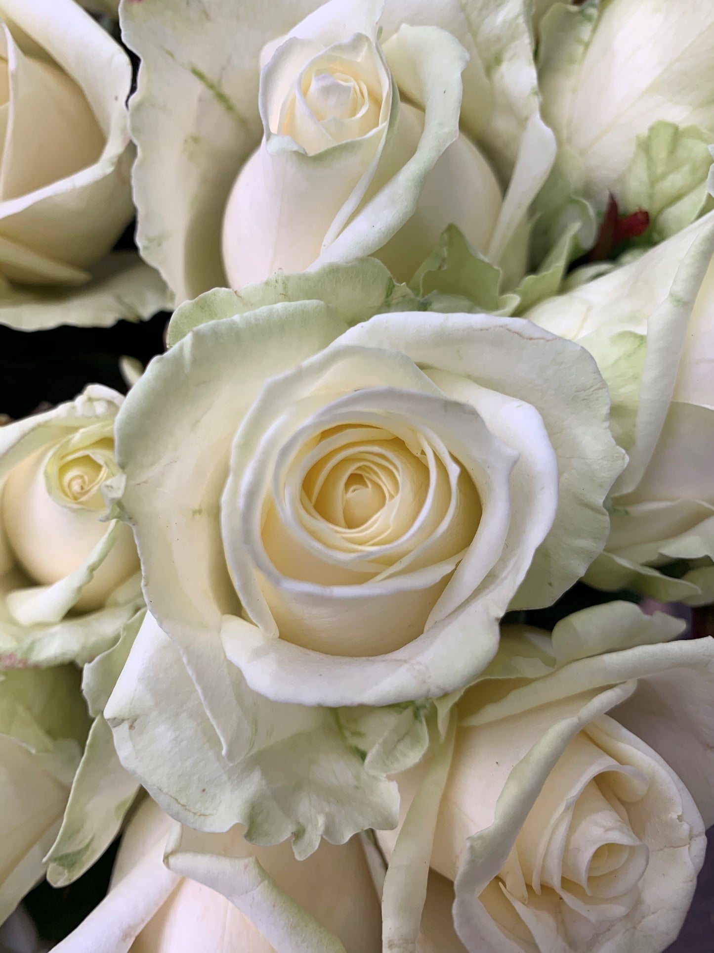 White roses