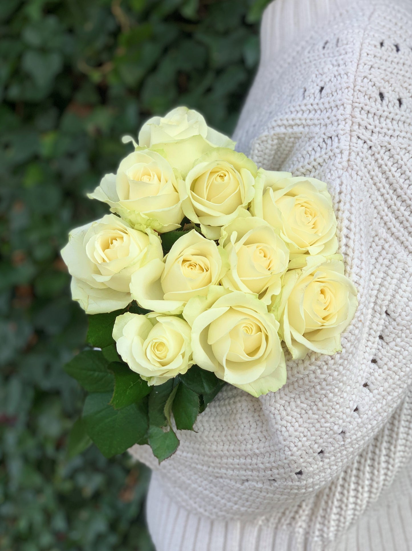 Winter White Roses