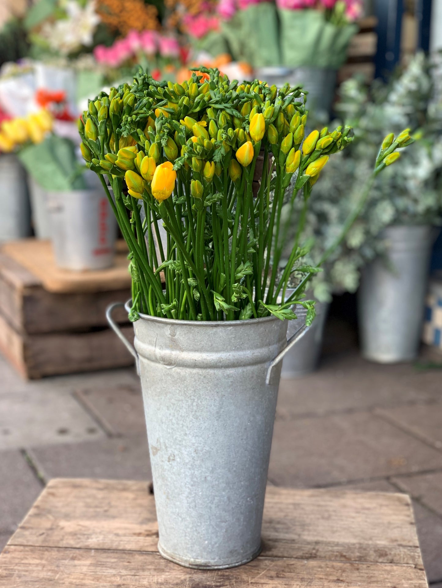 Yellow freesia