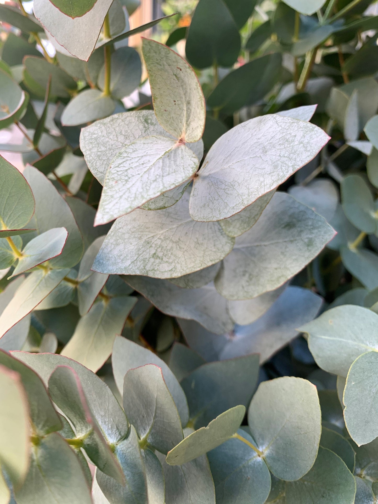 Eucalyptus