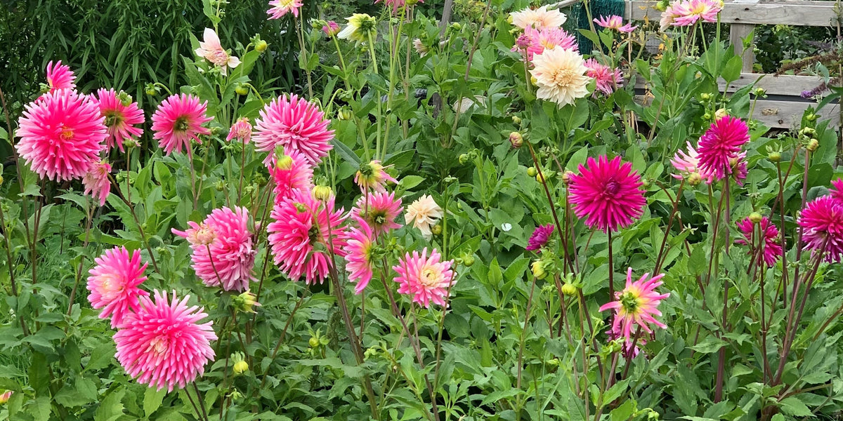 Dahlias growing as part of Gardenia's sustainability story