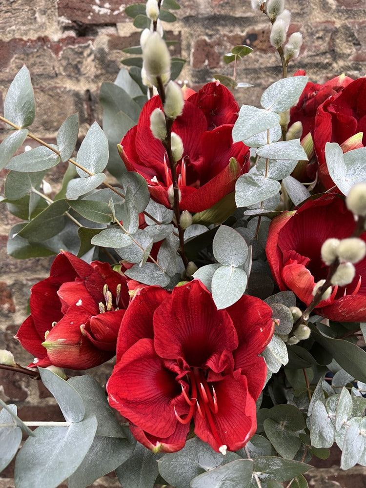 Amaryllis