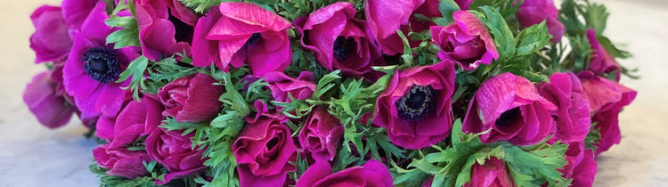 Anemones
