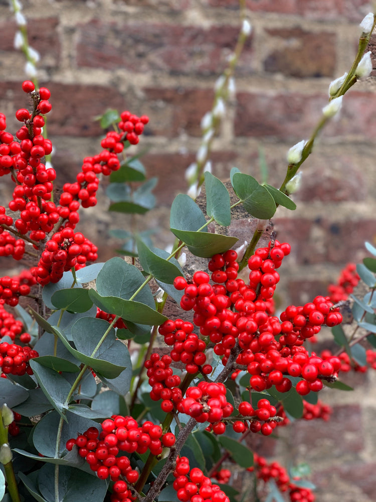 Ilex