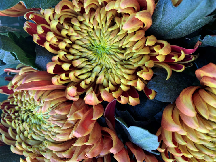 Chrysanthemums