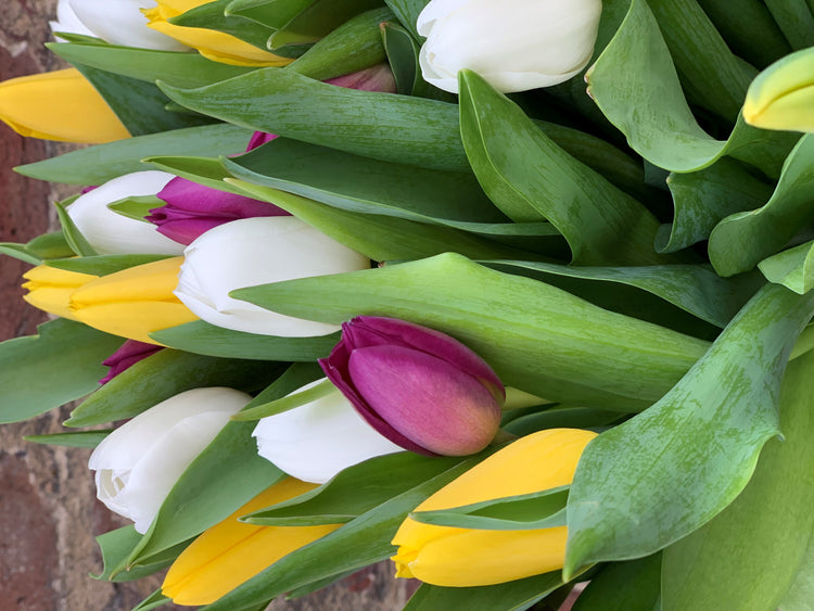 Spring flowers