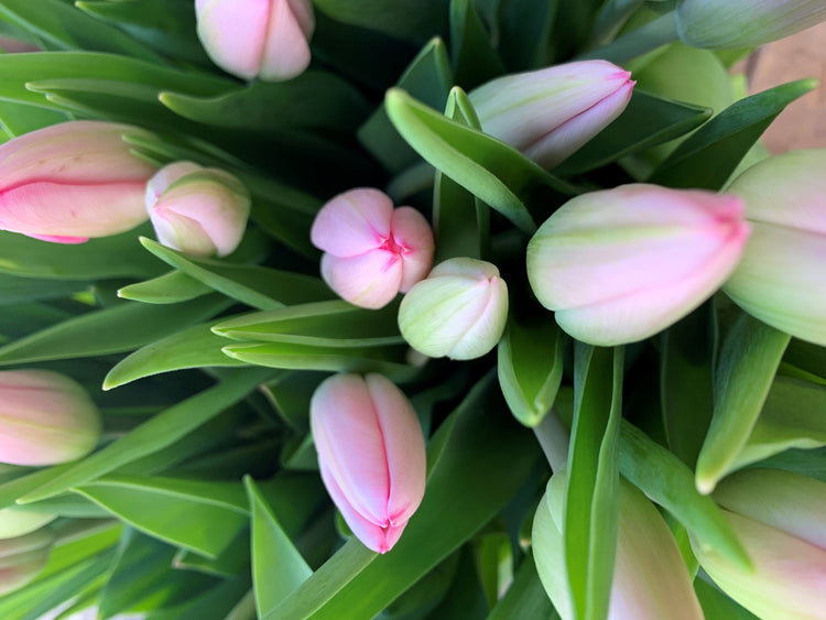 Tulips