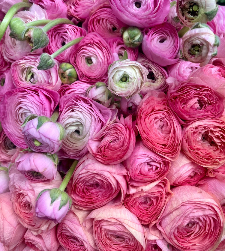 Spring Flush – This Week’s Offers