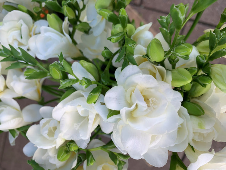 Freesia