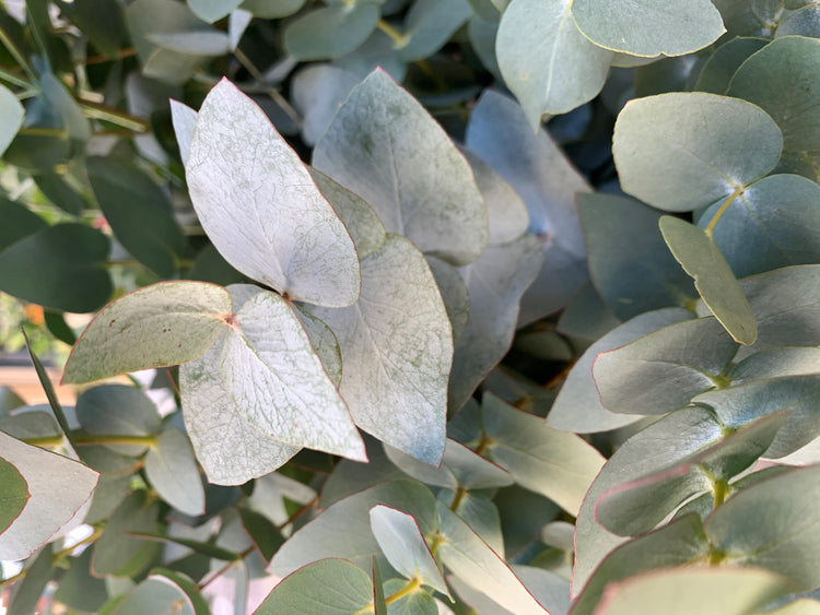 Foliage