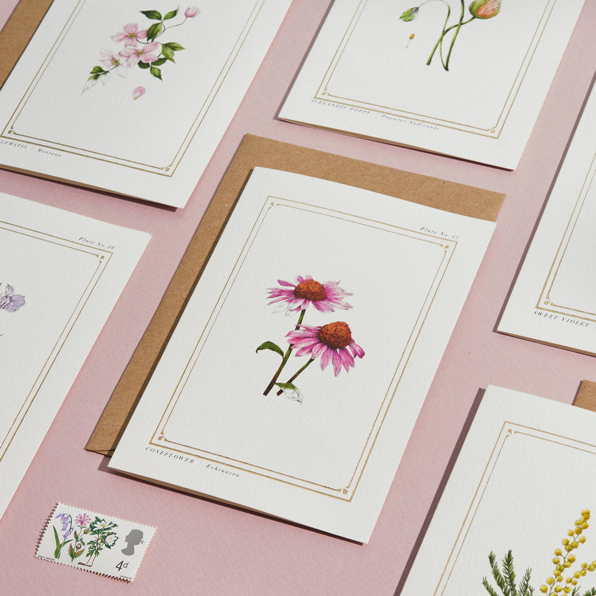 Echinacea Botanical Card