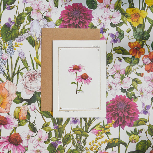 Echinacea Botanical Card