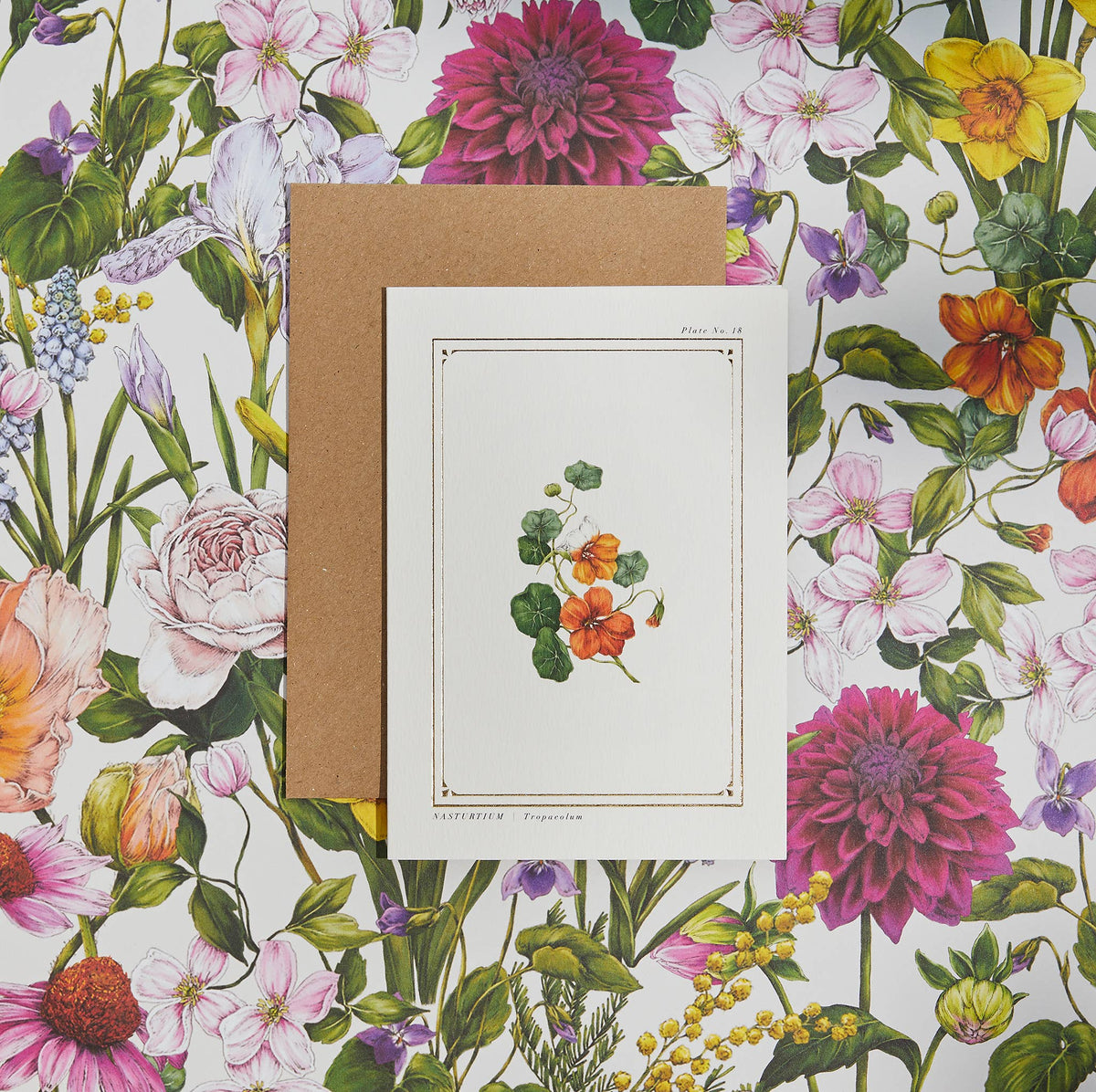 Nasturtium Botanical Card
