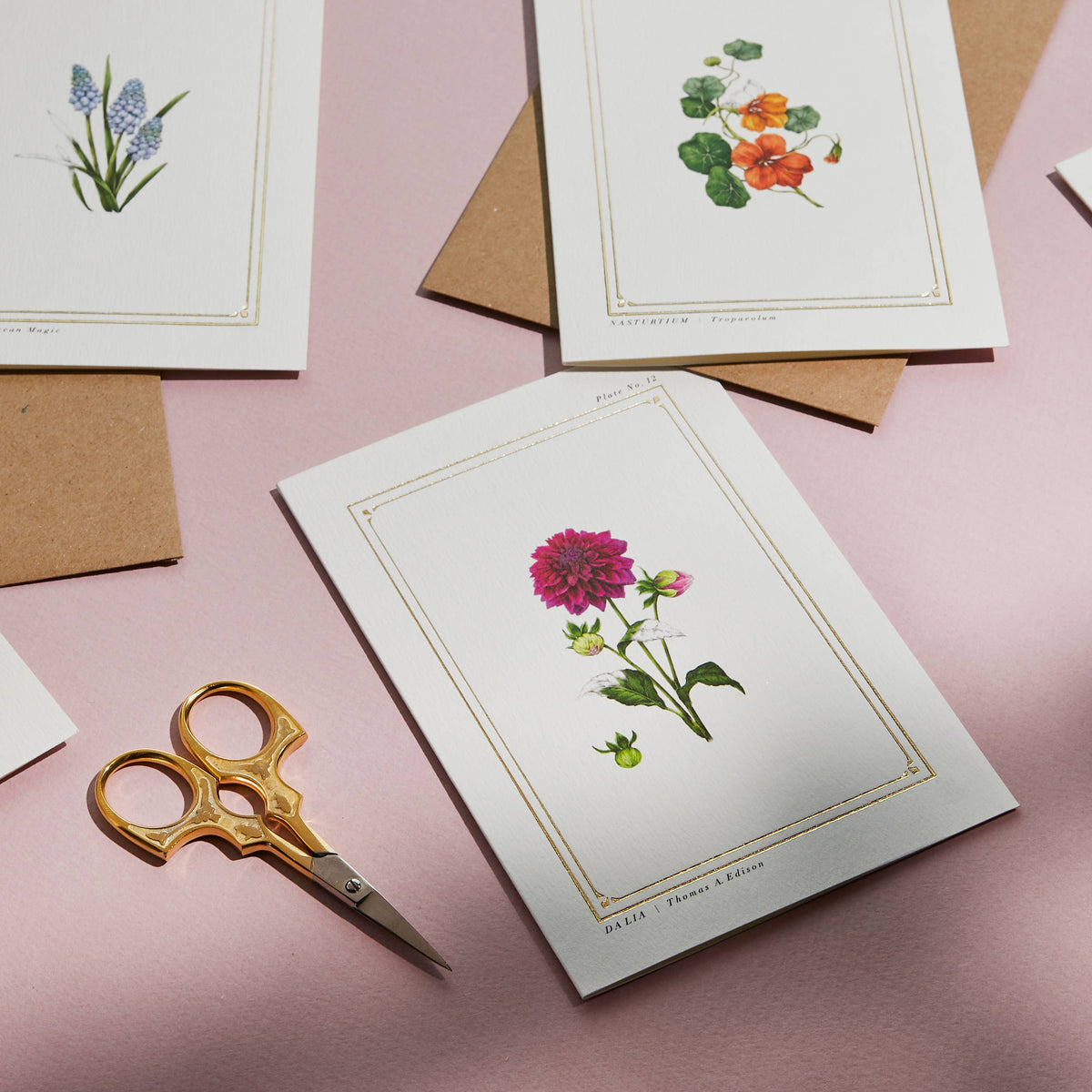 Dahlia Botanical Card