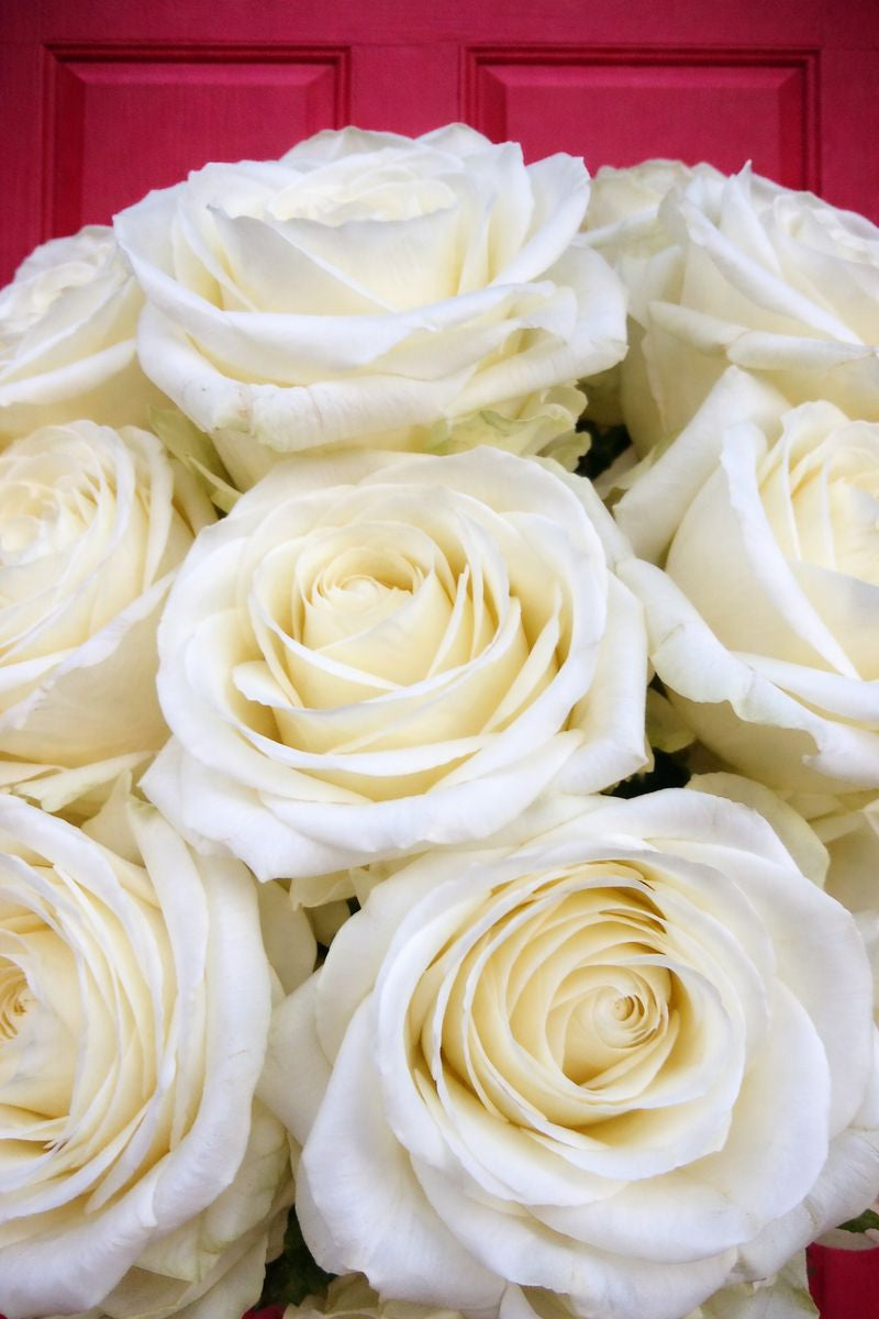 'Pure Love' White Roses