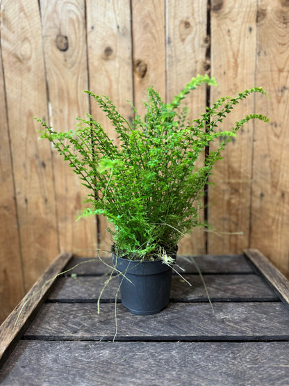 Boston Fern (Nephrolepis exaltata)
