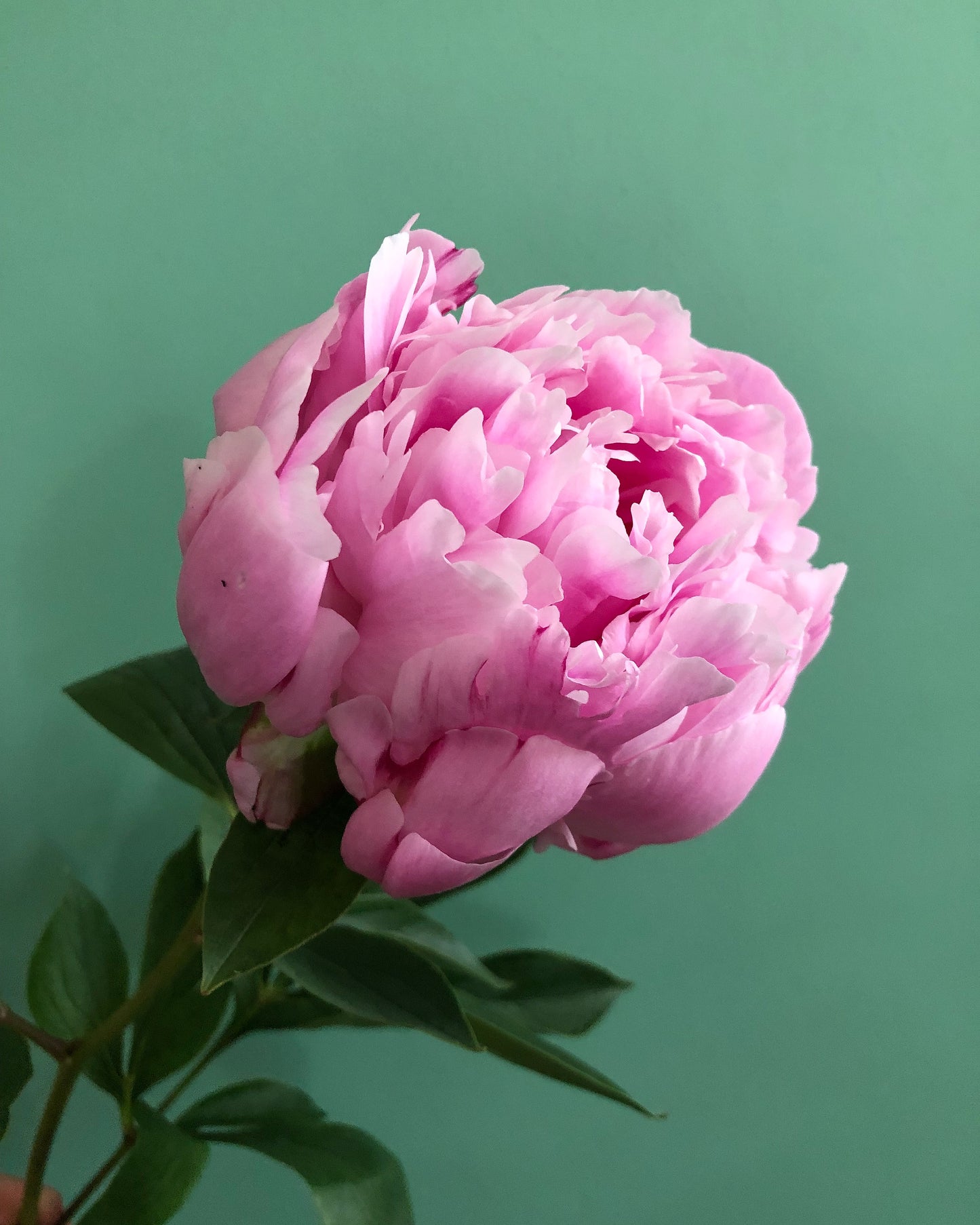 British Sarah Bernhardt Peonies - Special Offer