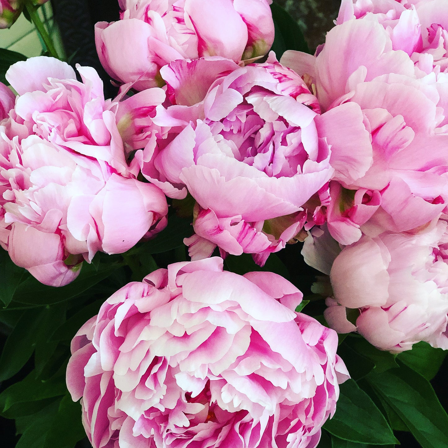 British Sarah Bernhardt Peonies - Special Offer