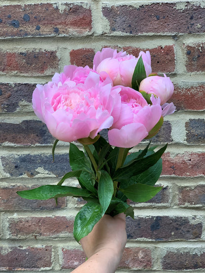 Our pick of the peonies - Coming soon!