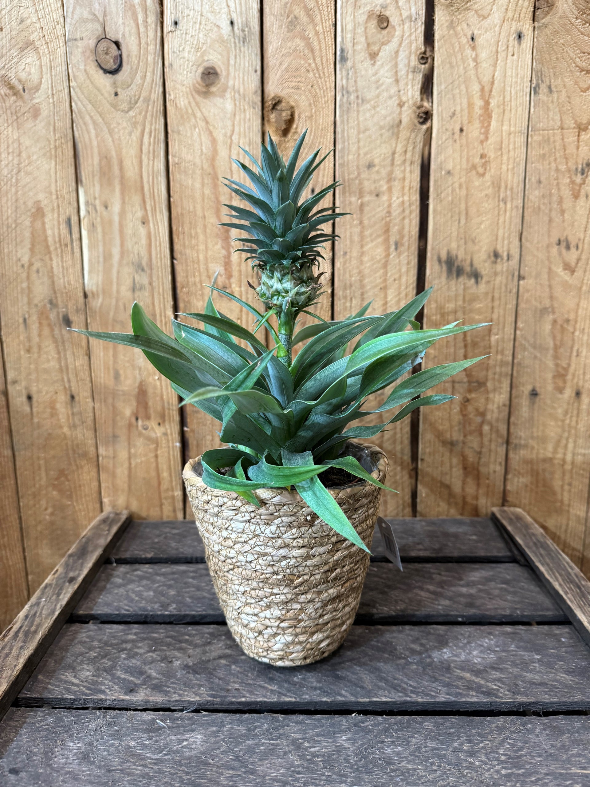 dwarf pineapple plant for sale uk Pineapple plant (Ananas Mi Amigo) – Gardenia of London