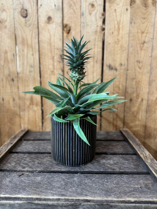 Pineapple plant (Ananas Mi Amigo)