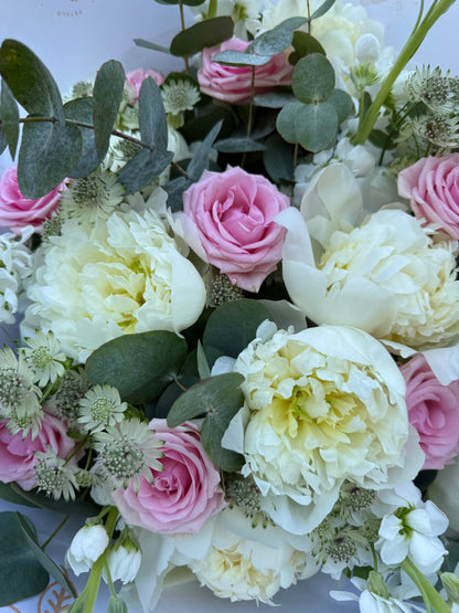 Sweet Peony