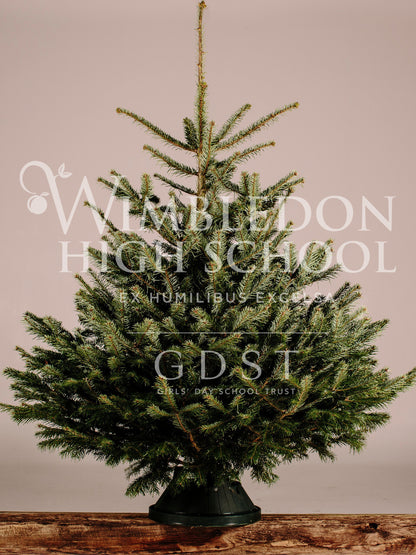 Premium Quality Nordmann Fir Christmas Tree (Wimbledon High School)