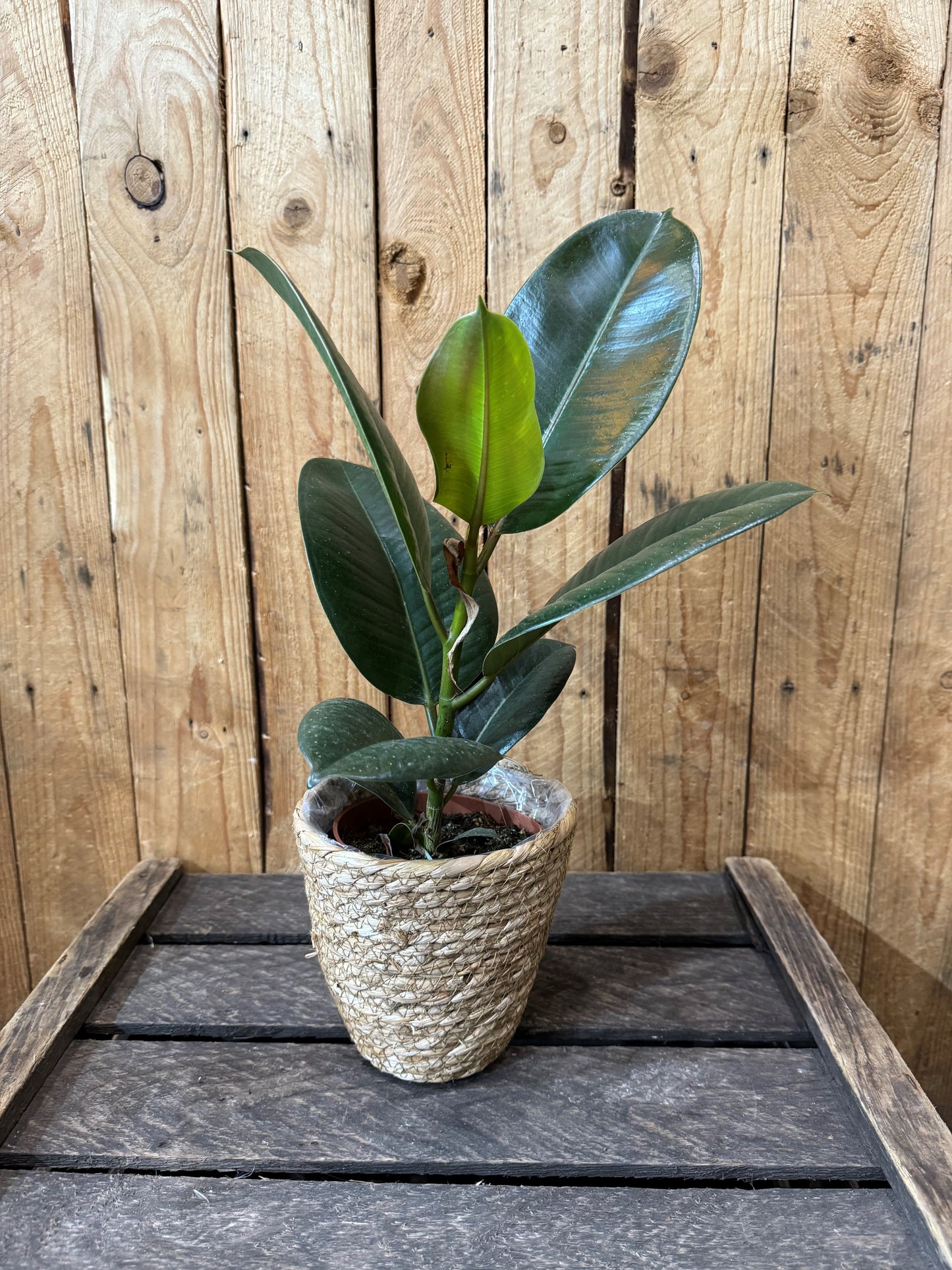 Rubber plant (Ficus Robusta)