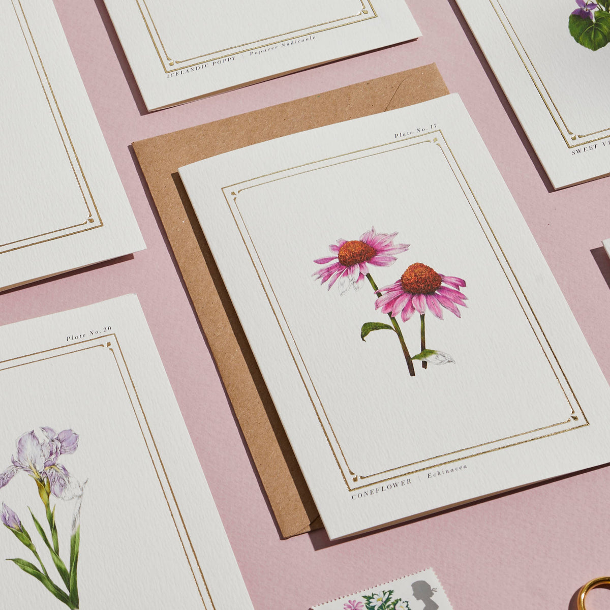 Echinacea Botanical Card