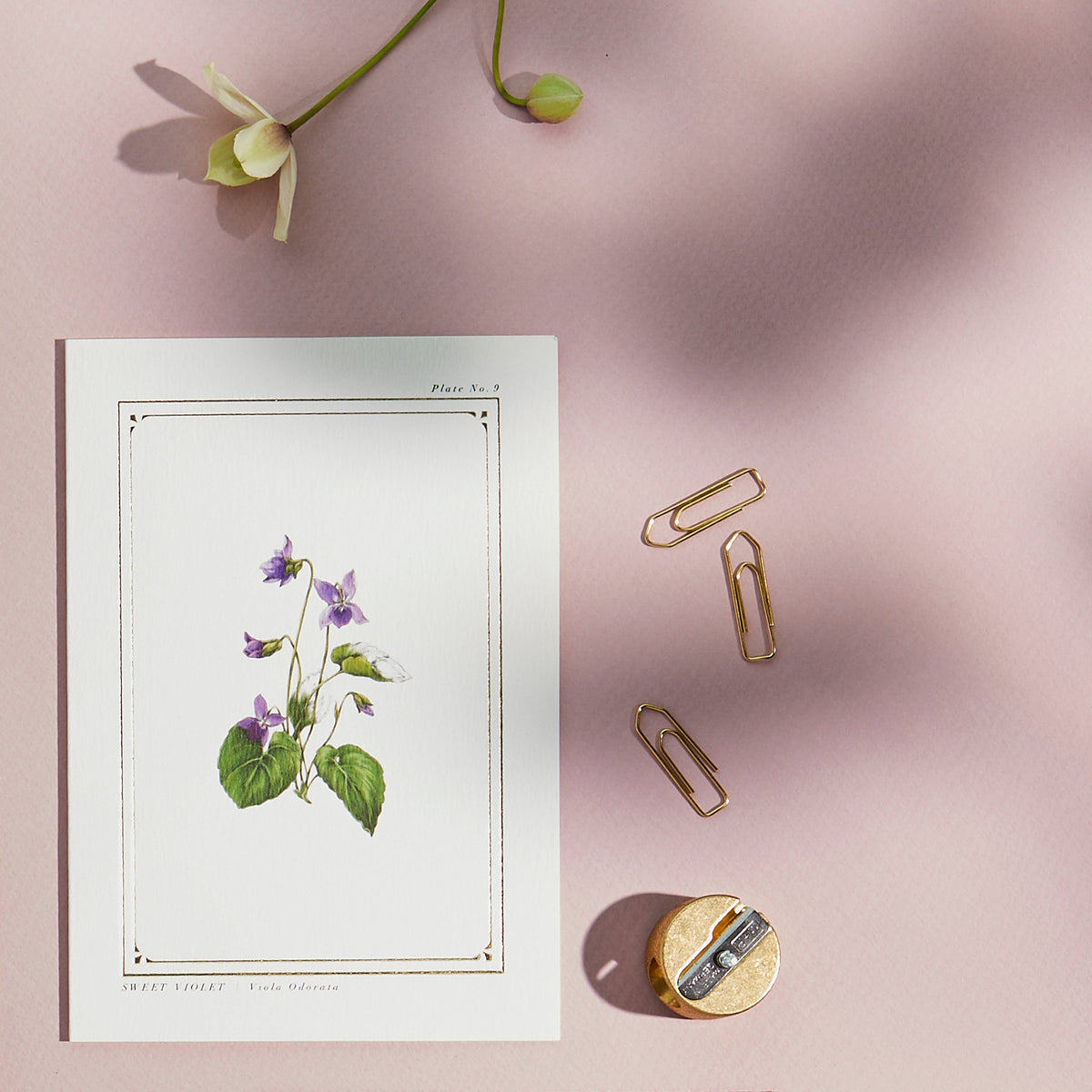 Sweet Violet Botanical Card