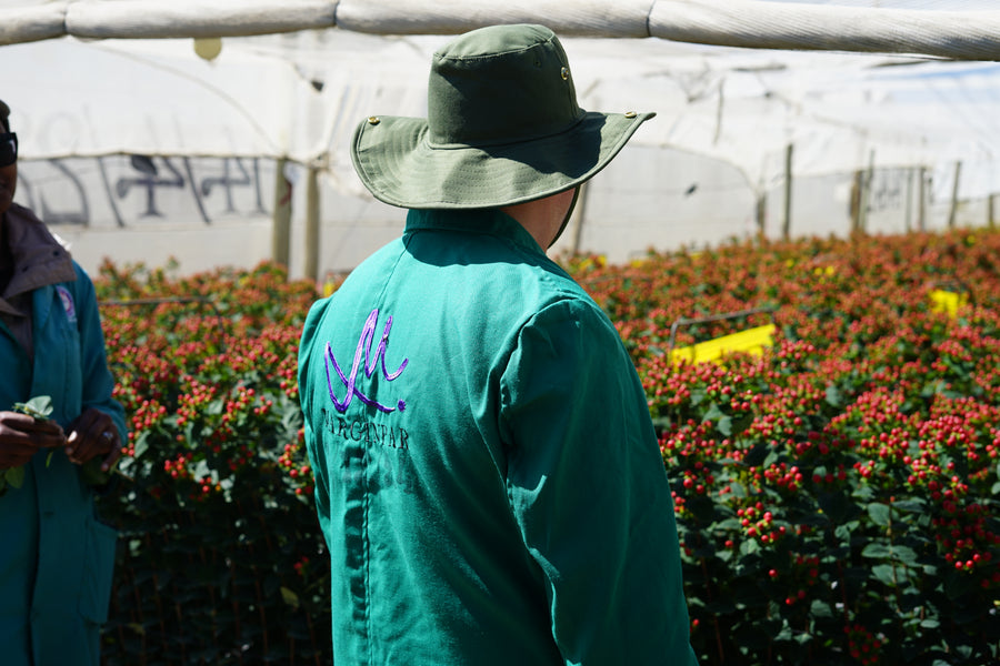 Rows of flowers growing at a Marginpar farm in Kenya