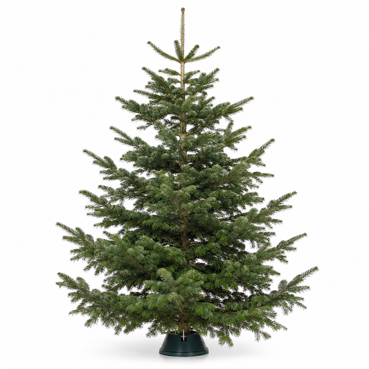 Premium Grade Nordmann fir Christmas tree from Gardenia of London