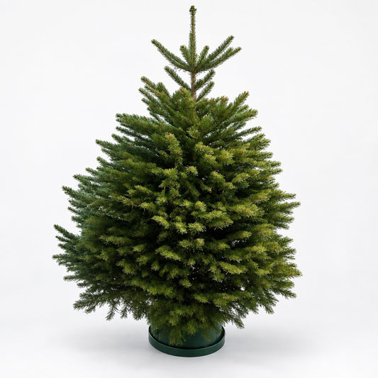 Super Grade Nordmann fir Christmas tree from Gardenia of London