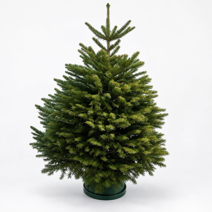 Super Grade Nordmann Fir Christmas Tree