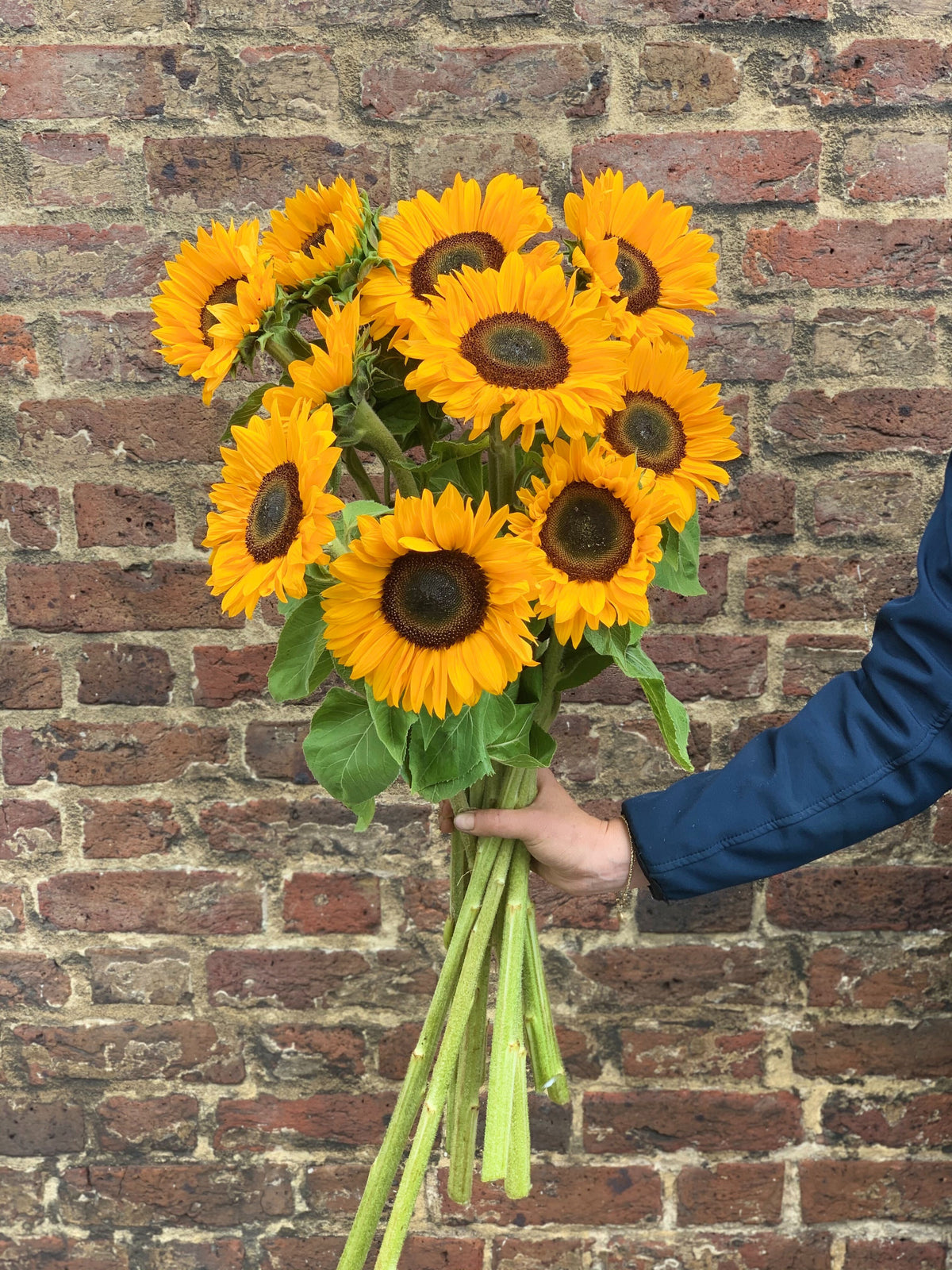 Ten sunflower stems