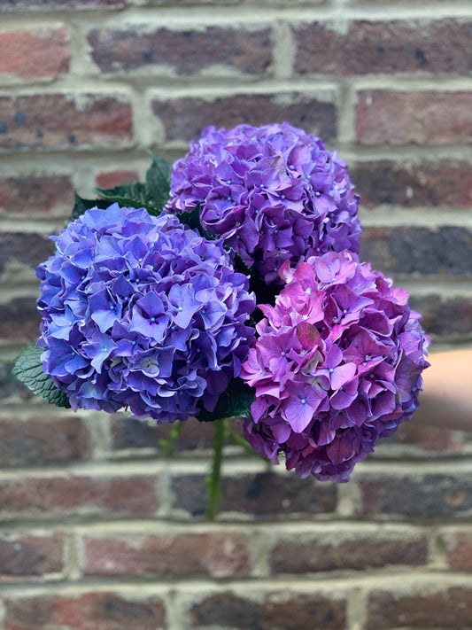 Our pick of Hydrangea