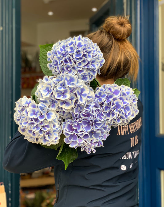 Our pick of Hydrangea