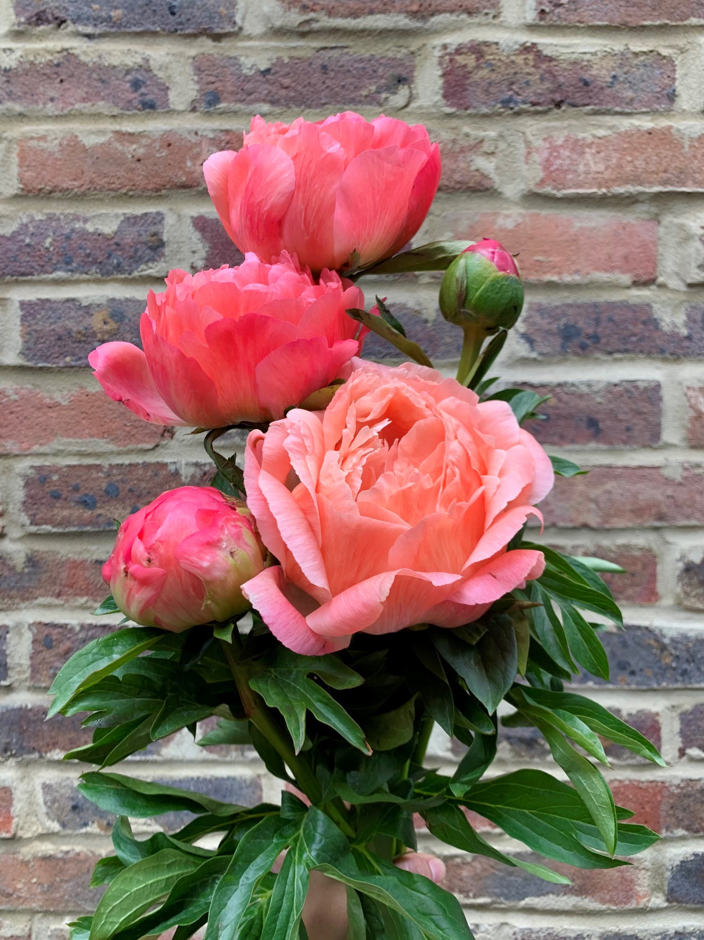 Coral Peonies