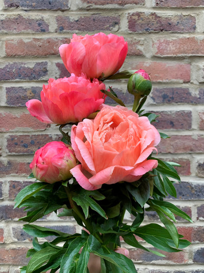 Coral Peonies