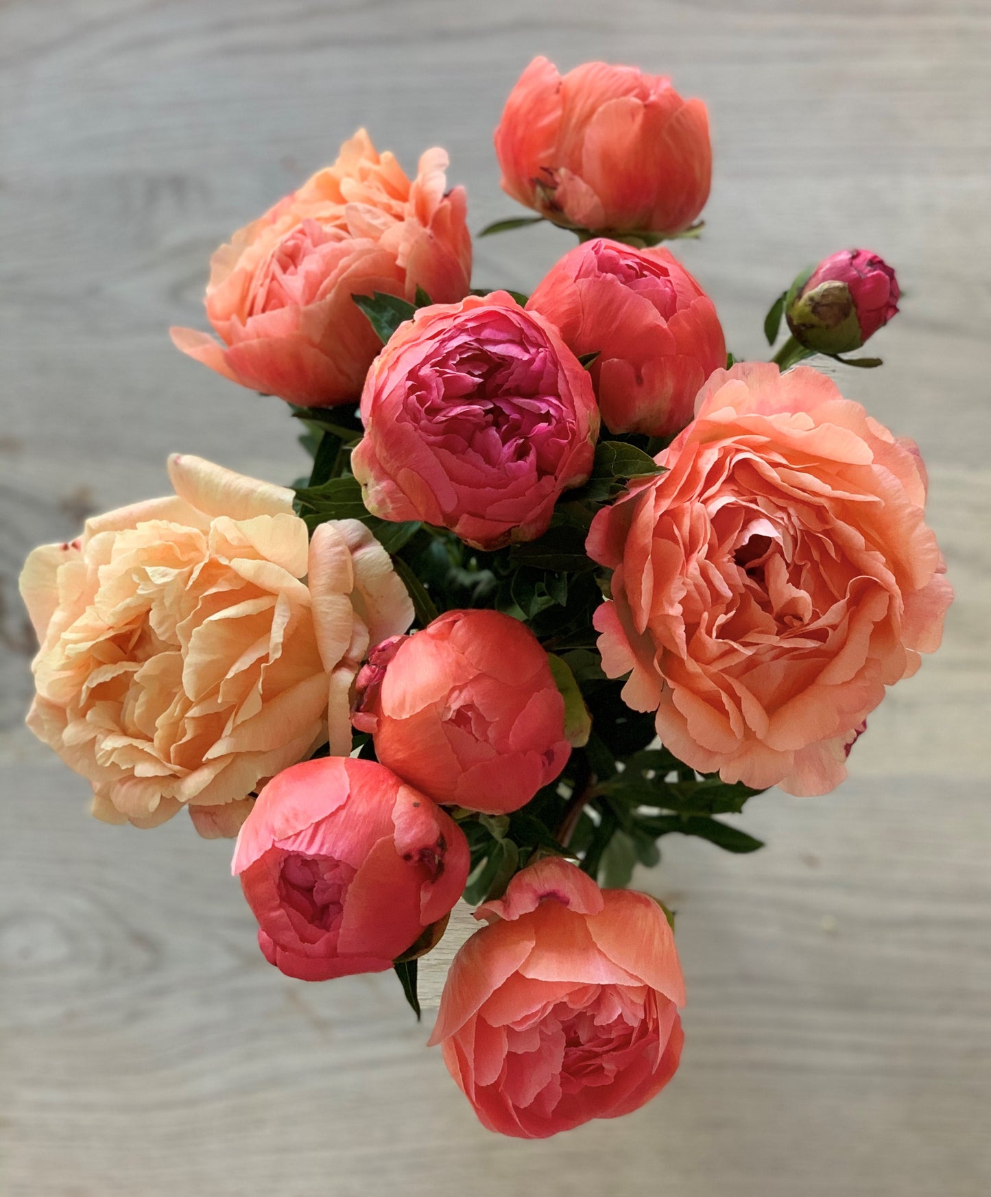 Coral Peonies