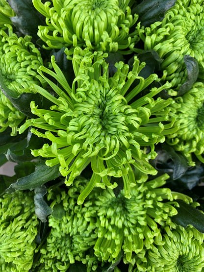 Green chrysanthemum blooms